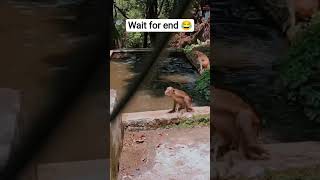monkeys fight😂 #shortsfeed #viral #youtubeshorts #shortvideo #ytshorts #funny #funnyshorts