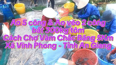 Ao 5 công & Ao vèo 2 công bắt 300kg tôm càng Cách Chợ Vàm Chắc Băng 5km Xã Vĩnh Phong- Tỉnh An Giang