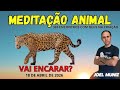 VAI ENCARAR? - 18 DE ABRIL - MEDITAÇÃO ANIMAL