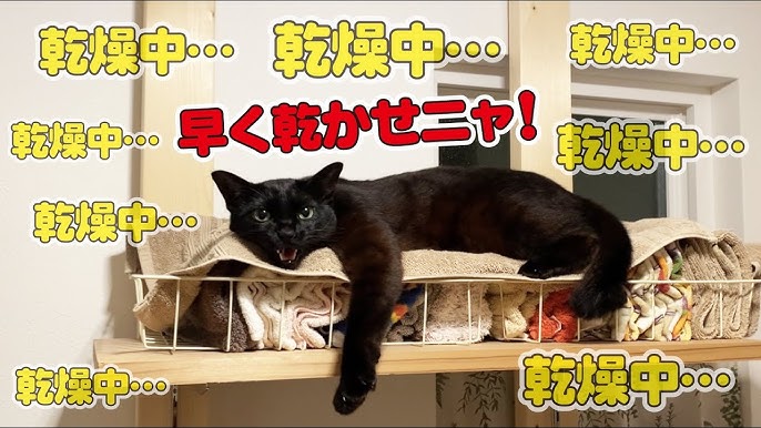 モーニングルーティン お尻ぽんぽんを待つ猫がかわいい Youtube モーニングルーティン お尻ぽんぽんを待つ猫がかわいい Youtube