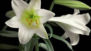 Beautiful Dancing Flowers -  Flowering plants and blooming flower time lapse by Wild Nature and Travels 57 views 4 years ago 5 minutes, 9 seconds