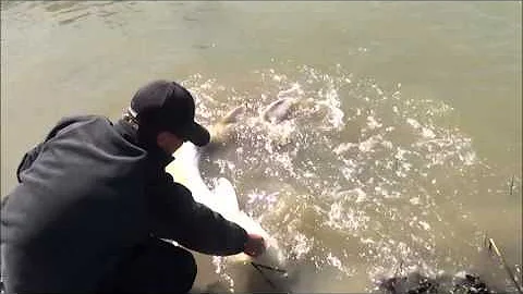 OVERSIZE. STURGEON .....  RELEASED !