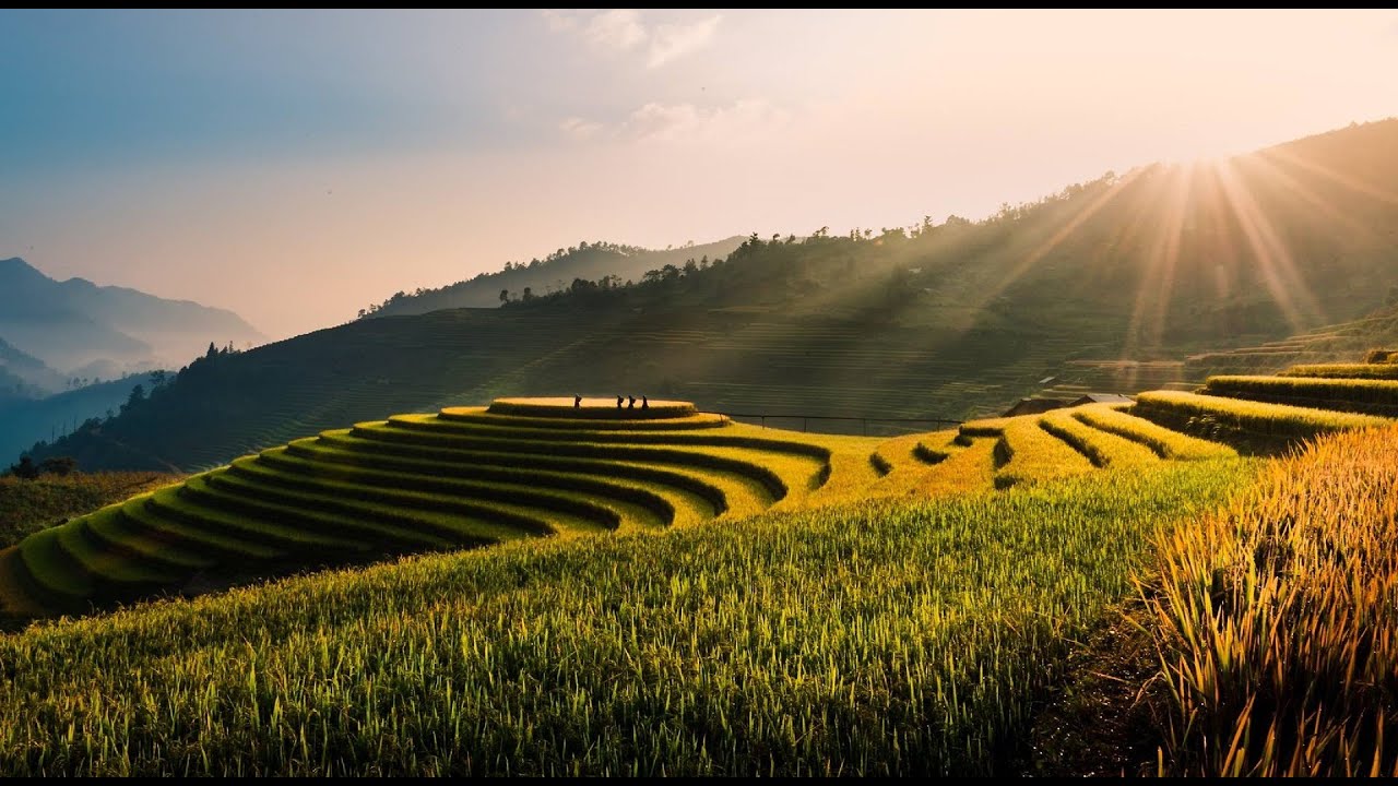 Vietnam's Green Marvels: Exploring the Terraced Fields