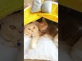 Aren’t we just the cutest? 🐾💖ぼくたち、かわいいでしょ?にゃん♪ #しゃべる猫 #cutecat #funnyshorts #しゃべる動物