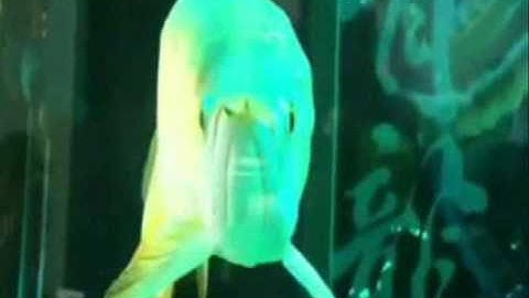 Cá Rồng Lưng Gù - FaFuLong Arowana King - Thiên Đường Cá Cảnh