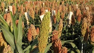 Understanding the Benefits of Sorghum Silage for California Dairies