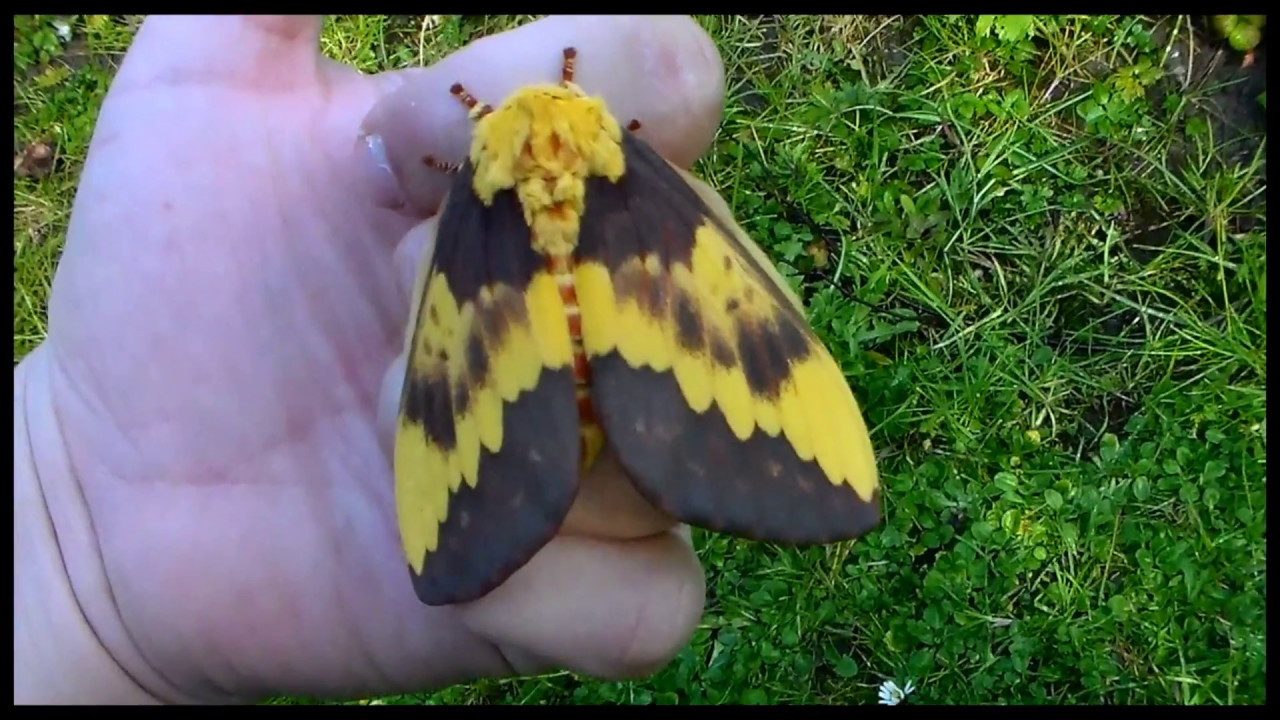 AMAZING BIG MOTH! Citheronia laocoon