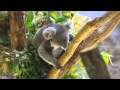 横浜市立金沢動物園 の動画、YouTube動画。