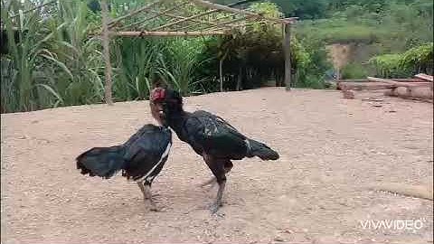 Qaib sib tog / tom txog thaum tuag kiag.