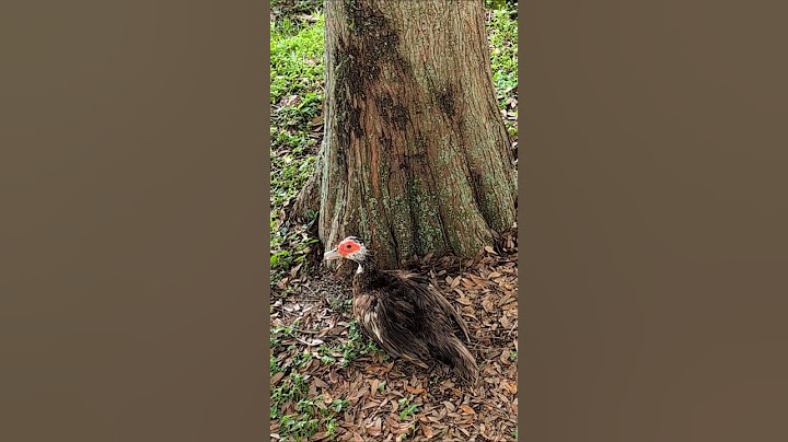 Brown Muscovy Duck Panting in Summer Heat by Cypress Tree & White Ibis at Kingsbridge West! Oviedo