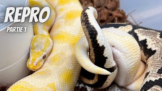 Reproduction Part 1: Understanding the Basics of Animal Breeding