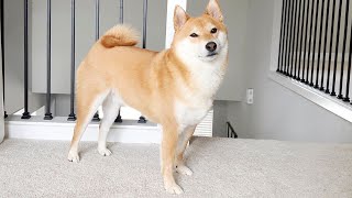 7 Advice I Wish I Have Known Before Getting a Shiba Inu by Super Shiba 6,216 views 1 year ago 9 minutes, 16 seconds