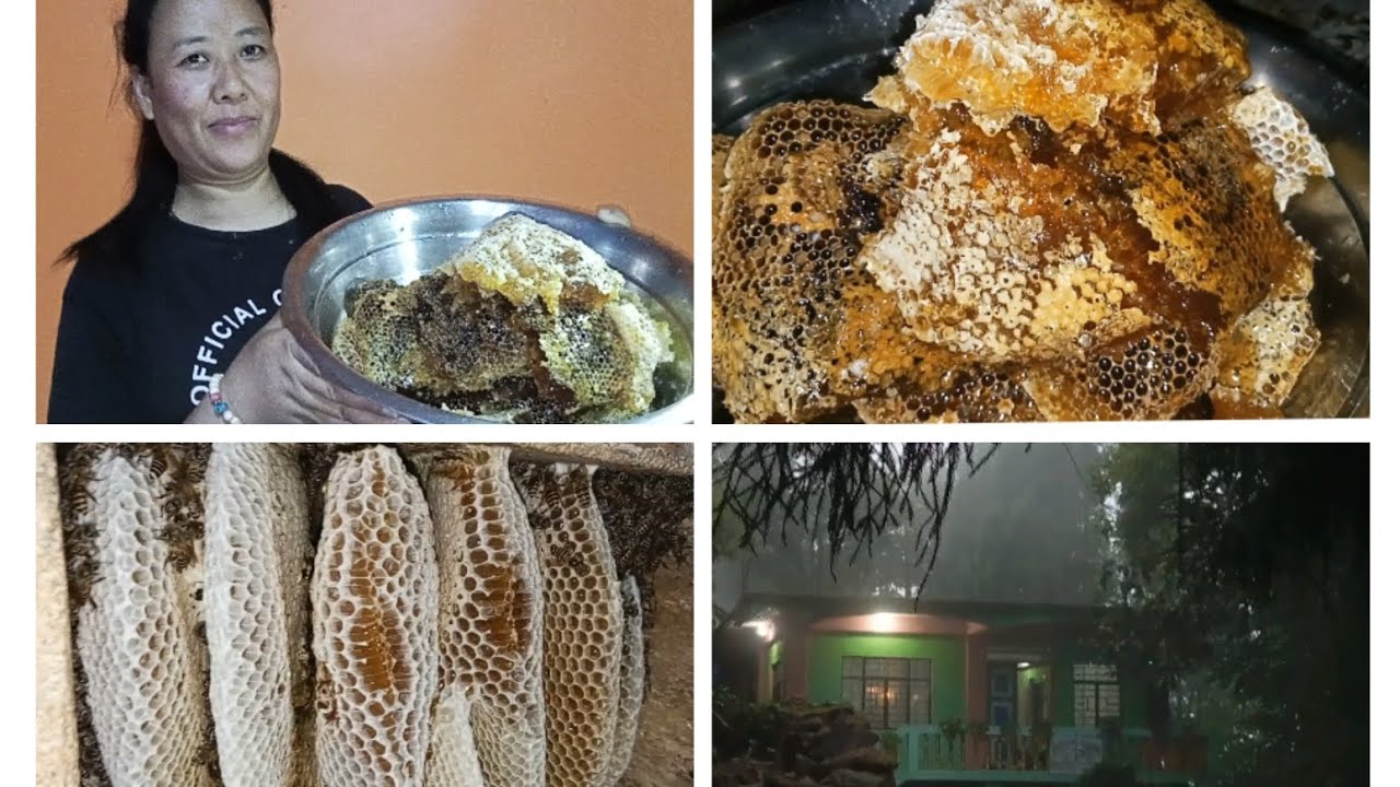 Harvesting Honey 🍯 Kati Honey Nikleyo tah?👀 A day in my life 
