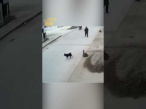 Собака спасла щенка из под автомобиля.