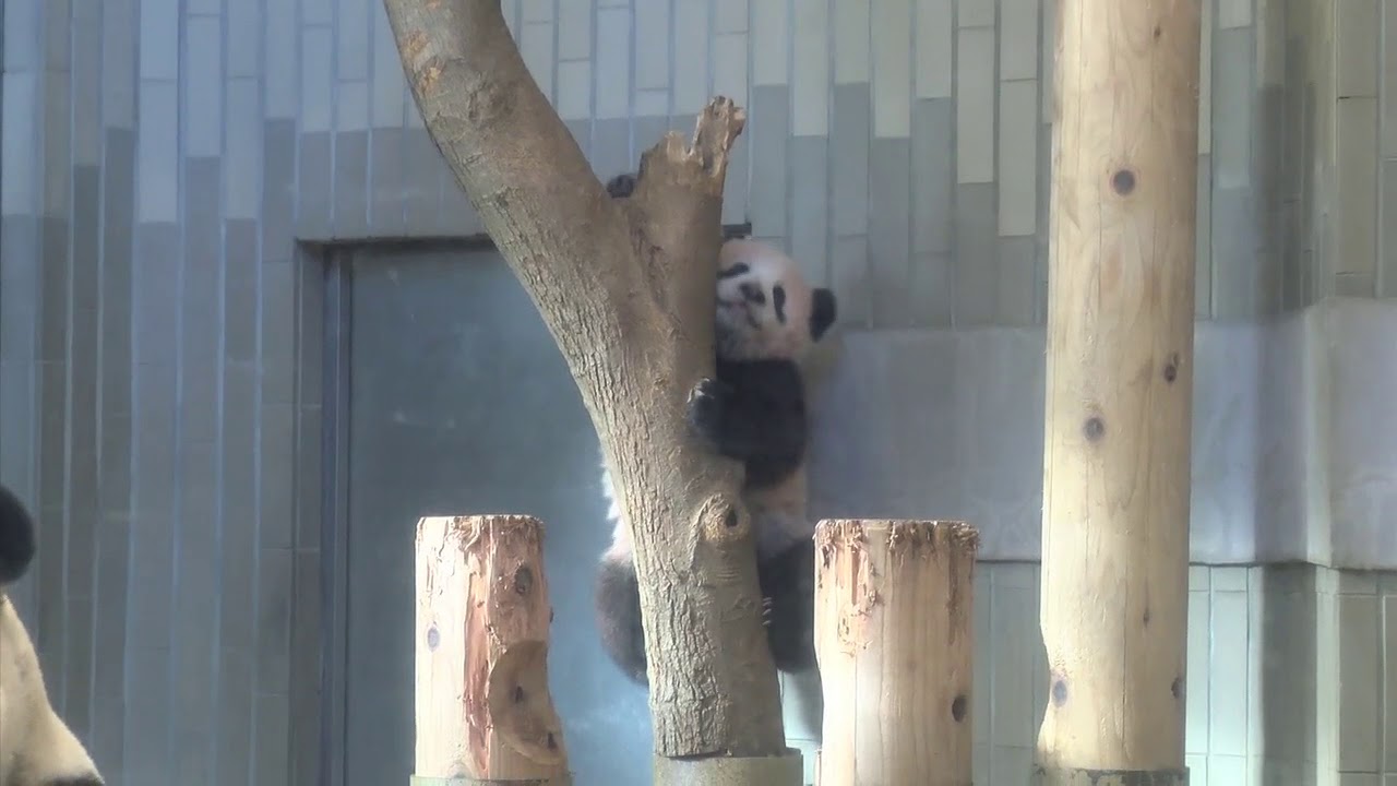 祝 シャンシャン1歳の誕生日 成長の記録を動画で振り返る パンダ史上最も美しい膝カックンも 18年6月12日 Biglobeニュース