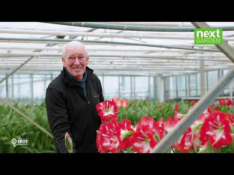 Amarylliskwekerij Evers v.d Sandt - Glastuinbouwgebied NEXTgarden - Gemeente Lingewaard