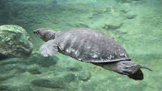 Exploring Toronto Zoo