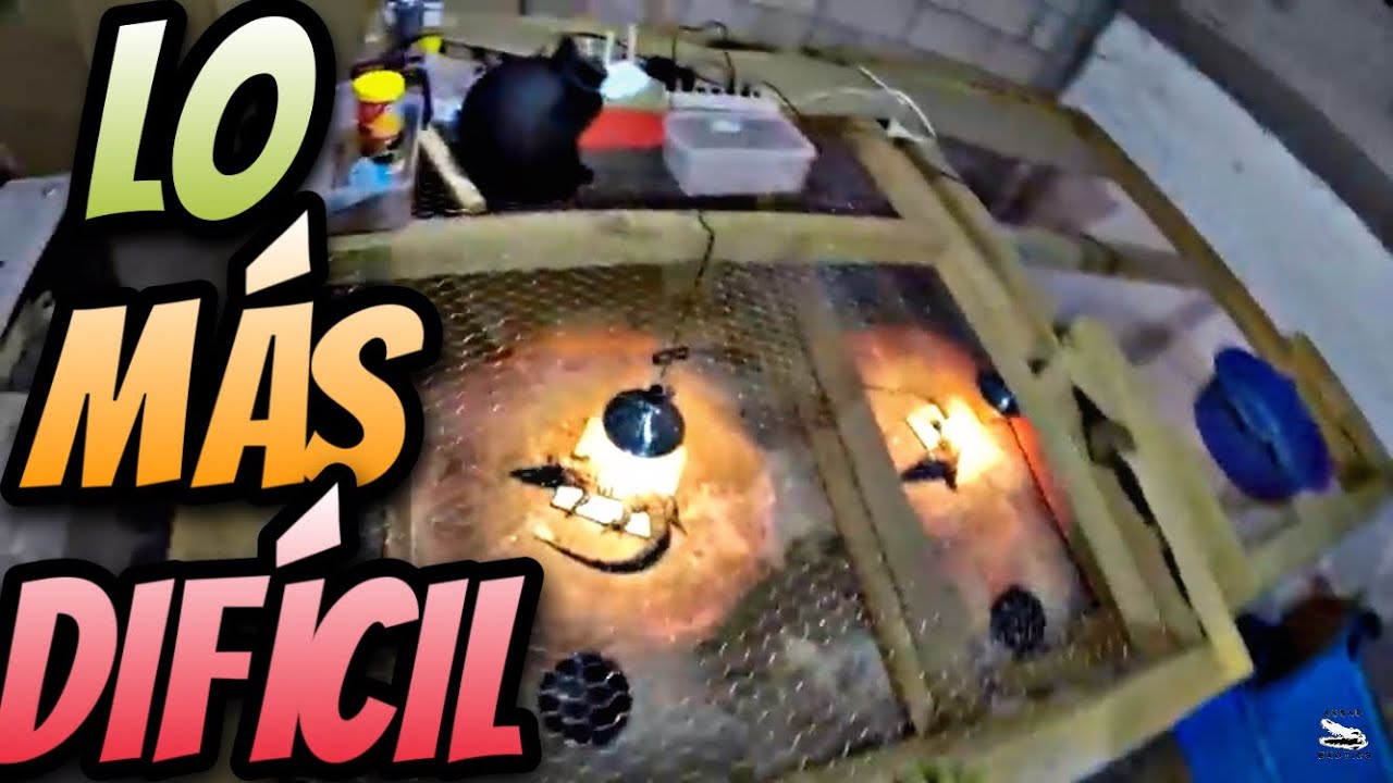 Lo Más Pesado de Tener Reptiles Parte 1 - YouTube