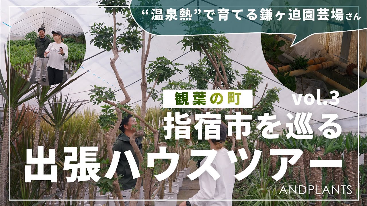 【3m超え】巨大植物を発見！土地の恵みを活かしたハウスの秘密とは？＠鎌ヶ迫園芸場