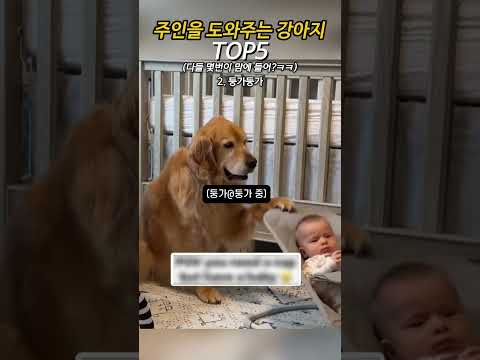 주인을 도와주는 강아지 thumbnail