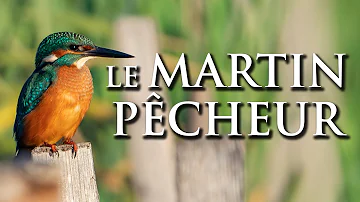 Où vit le martin pêcheur d'Europe ?