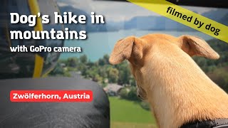 Austria mountain virtual dog walk: with dog GoPro camera [4K]