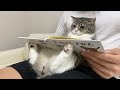 絵本を読み聞かせしたら猫が夢中でかわいすぎたww