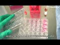 How to use Invitrogen LIVE/DEAD Cell Imaging Kit with P3D Scaffolds