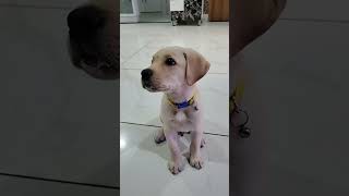 #labrador #dog #doglovers #labradorlovers #dogbreed #puppy #cutepuppy #labradorretriever #doglover