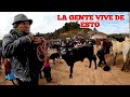 El NEGOCIO de la GANADERÍA en la SIERRA | Huancavelica Perú