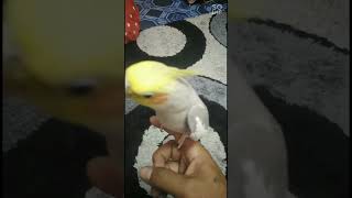 singing cockatiel