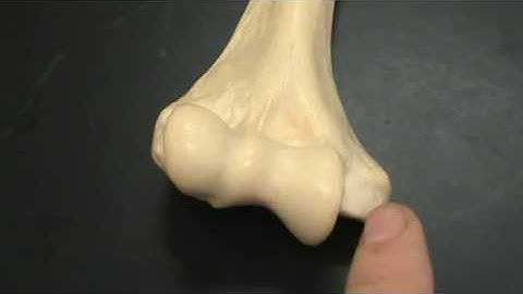 Humerus quiz