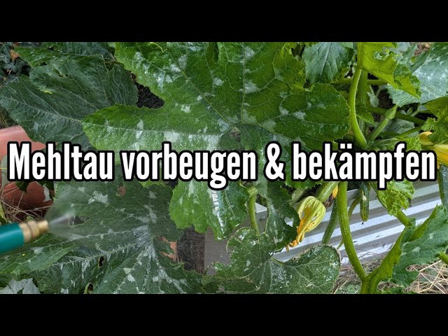 topfruits brokkolisamen Brokkolisamen 'Calinaro' | Gemüsesamen main image 0