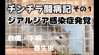 チンチラVS寄生虫！モコに感染症が発覚しました。モコのジアルジア症闘病記その１