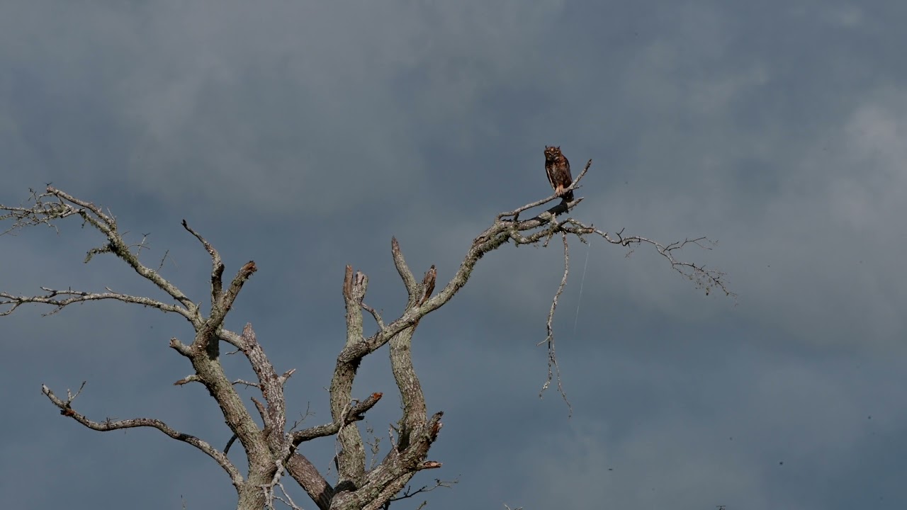 2021 07 July SOR Owl Apple Devices 4K