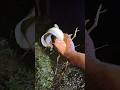 এক সাথে দুইটা ছিল একটা ধরছে আর একটা চলে গেছে। #shorts #fishing #viral #trending