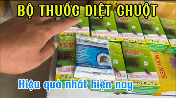Thuốc diệt chuột hiệu quả mà bạn cần biết