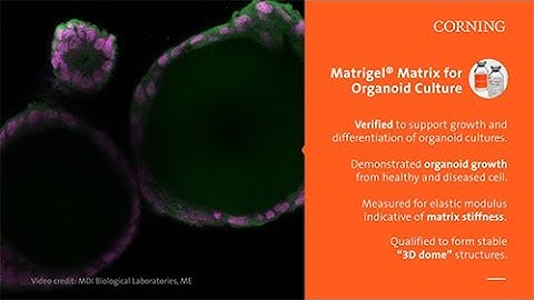 Corning Matrigel® Matrix® for Organoid Culture Dome Method Protocol