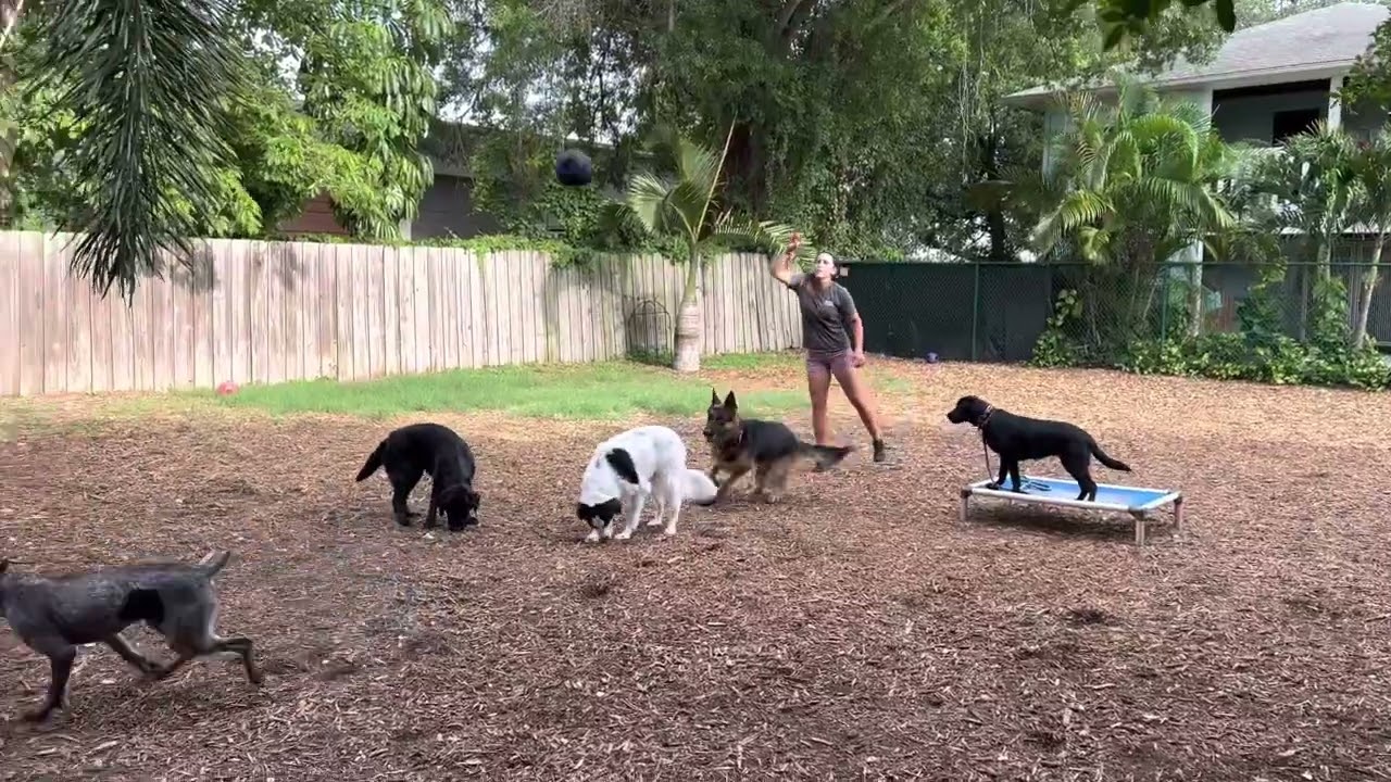 Darla & Ruebelle - Labrador Pair