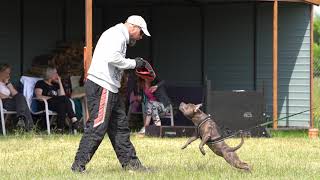 Staffordshire Bull Terrier - 12 months, IGP training by Stafficzki Spiczki FCI  8,132 views 10 months ago 2 minutes, 46 seconds