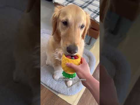 Frozen enrichment for dogs at home 🍨 #dogenrichment #doglife