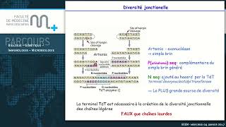 QCM Immunologie  part 4 cours de révision? let's do QCM together ?‍ faculté de médecine de PARIS ?