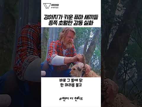 눈물 주의.. 어미 잃은 새끼 퓨마들을 보자마자 강아지가 보인 행동 ㅠㅠ 😭🐶💔 #벤지더헌티드 #감동 #눈물버튼 #영화추천 #명장면 thumbnail