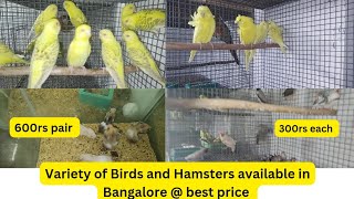 Top Deals on Rodents and Birds in Bangalore #bangalorebirds