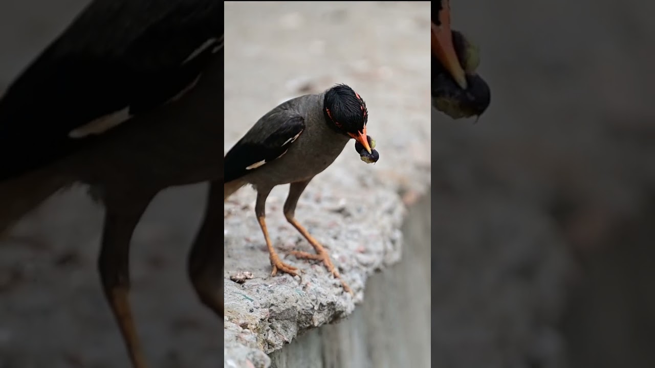 Bank Myna carrying food for chicks 