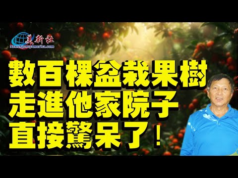 數百棵盆栽果樹 走進他家院子 直接驚呆了