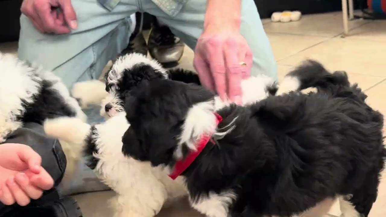 Sarge & Blossom Prairie Hill Puppies MiniMicroSheepadoodle Puppy For Sale www.prairiehillpuppies.com