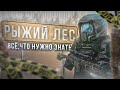 Основы новичка: Рыжий Лес - СТАЛКРАФТ | STALCRAFT