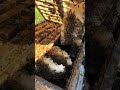 我们又和蜜蜂抢蜂蜜了 大山里的原生态 天然蜂蜜 大山里的味道 我们又和蜜蜂抢蜂蜜了 大山里的原生态 天然蜂蜜 大山里的味道