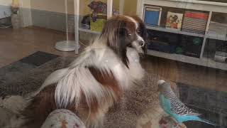 Mocca & Loris mysstund (musik) 🐶🦜